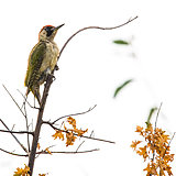 Green woodpeckers